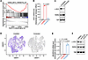 Increased MYC expression in L2HGDH-deficient NPCs and cortical spheroids.