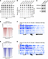 Increased activating histone methylation marks H3K4me2 and H3K4me3 at the M