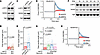 c-MYC depletion restores neuronal differentiation in L2HGDH-deficient NPCs.