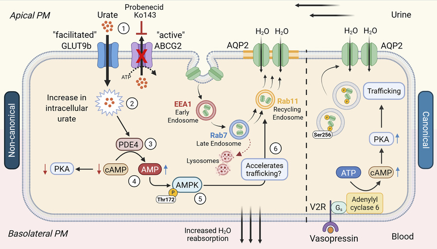 graphical abstract
