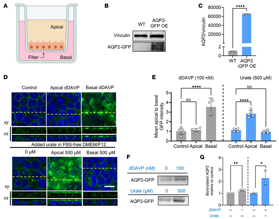 Urate induces apical trafficking of AQP2 in polarized collecting duct ce...