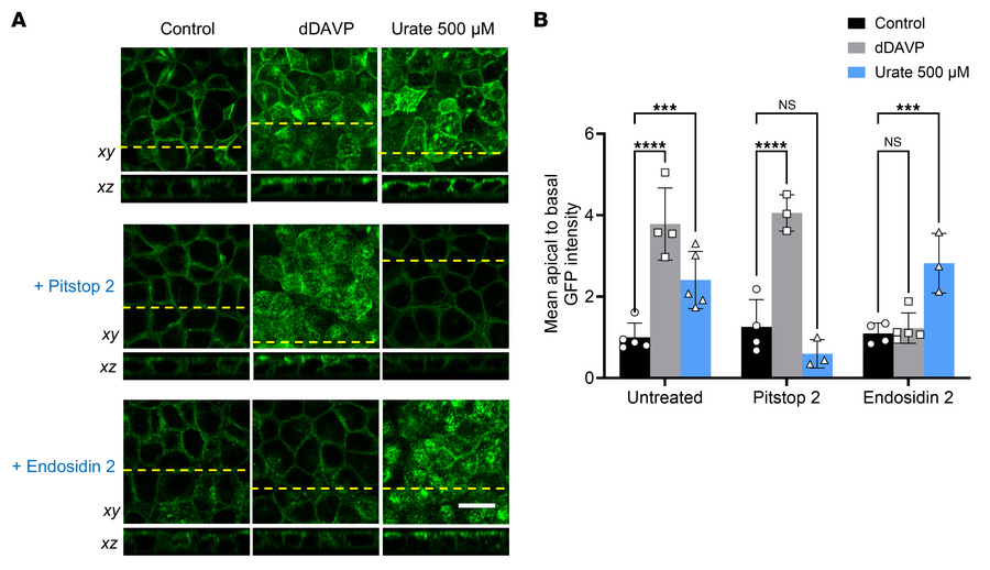 Urate-induced apical accumulation of AQP2 requires endosomal trafficking...