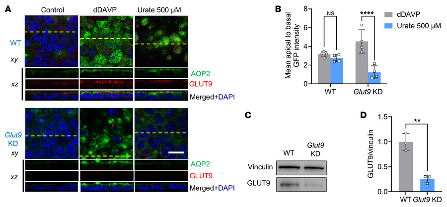 Urate-induced AQP2 trafficking requires GLUT9-mediated influx.
(A) Confo...