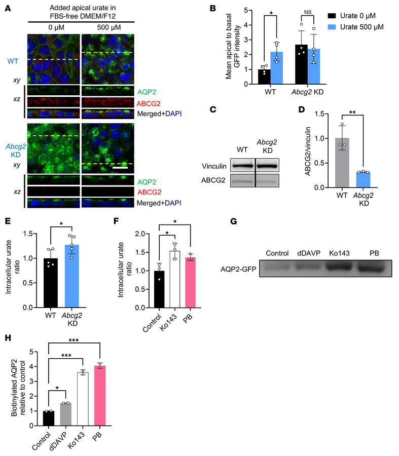 Urate-induced AQP2 trafficking is potentiated by inhibition of ABCG2-med...
