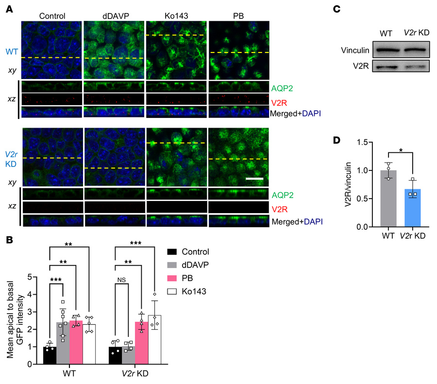 Pharmacological inhibition of ABCG2 induces apical AQP2 accumulation in ...