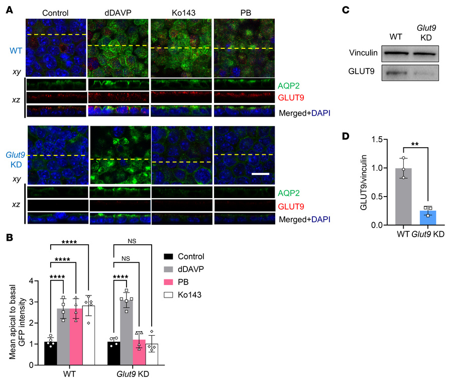 Pharmacological inhibition of ABCG2 induces apical AQP2 accumulation in ...