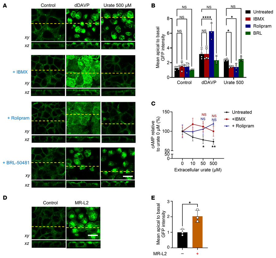 Urate-induced AQP2 trafficking is mediated by PDE4 activation.
(A) Confo...
