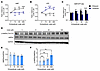 Urate-induced AQP2 trafficking is mediated by cAMP degradation, AMP accumul