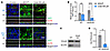 Urate-induced AQP2 trafficking requires GLUT9-mediated influx.