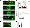 Urate-induced AQP2 trafficking is mediated by PDE4 activation.