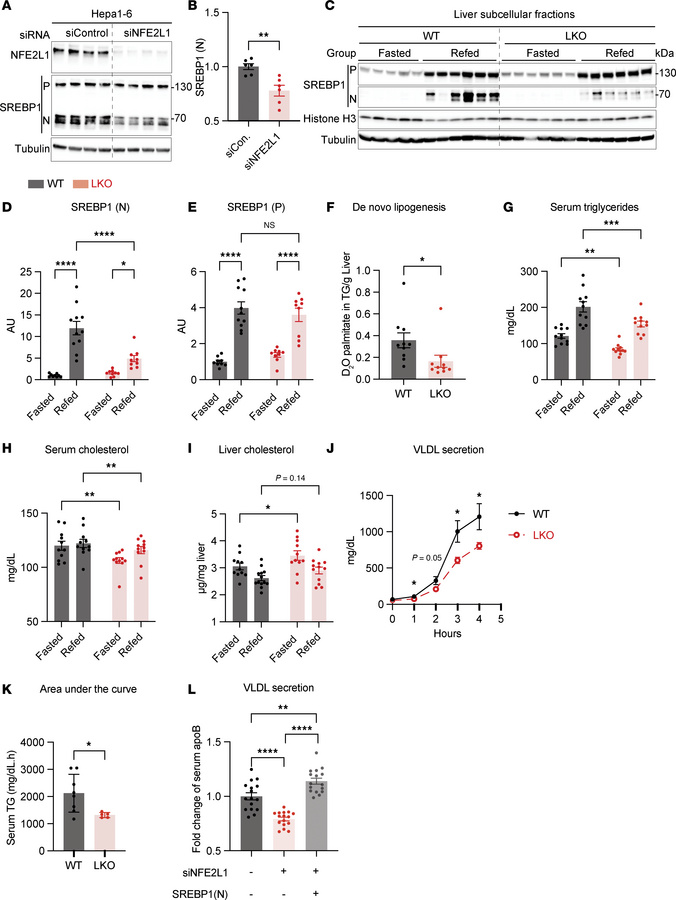 Hepatic NFE2L1 deficiency impairs SREBP1 activity, DNL, and VLDL secreti...
