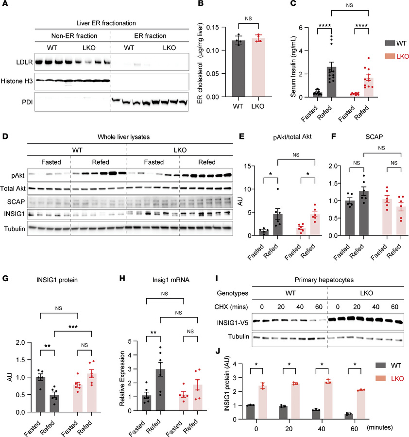 Hepatic NFE2L1 deficiency stabilizes INSIG1 protein.
(A) Validation of t...