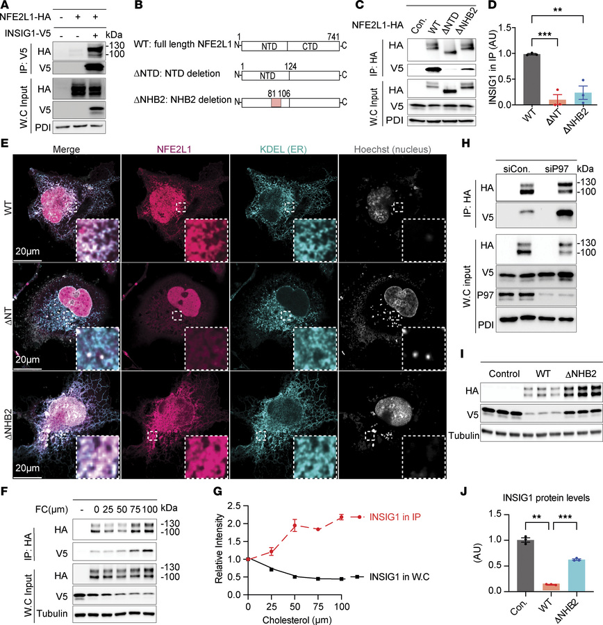 NFE2L1 interacts with INSIG1 in the ER through the NHB2 domain.
(A) Immu...