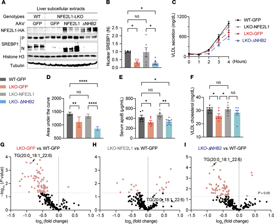 Hepatic NFE2L1/INSIG1 axis regulates SREBP1 and VLDL secretion.
NFE2L1-L...