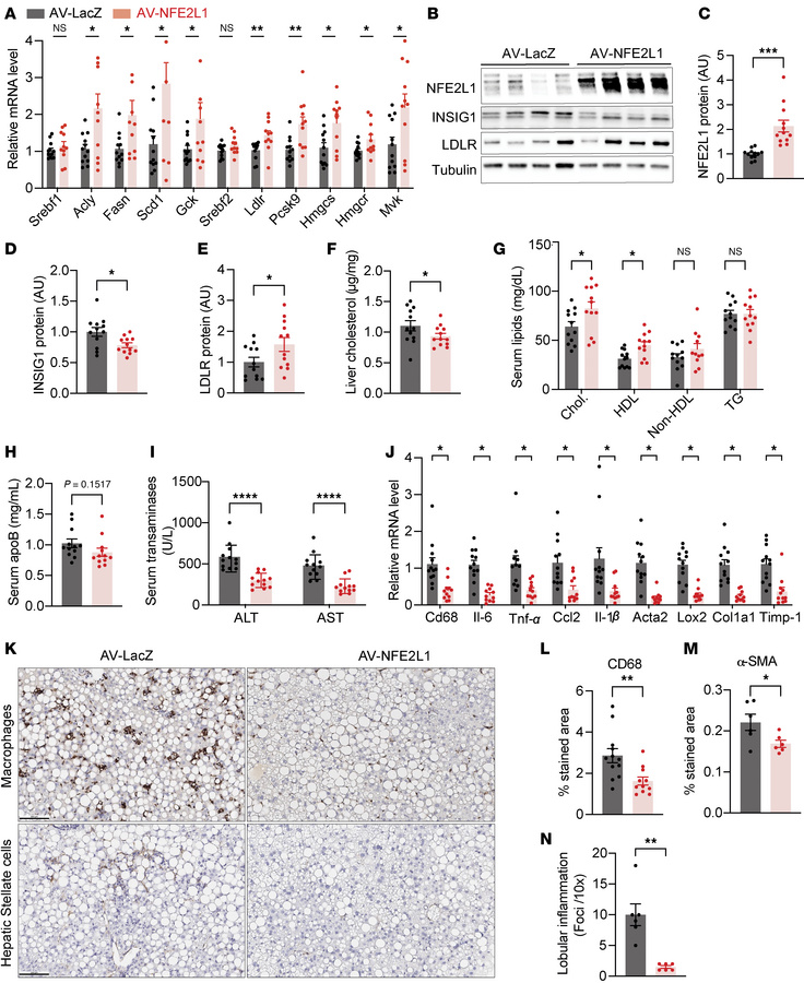 NFE2L1 ameliorates liver injury and inflammation in MASH.
Eight-week-old...