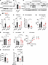 Hepatic NFE2L1 deficiency impairs SREBP1 activity, DNL, and VLDL secretion.