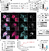 NFE2L1 interacts with INSIG1 in the ER through the NHB2 domain.