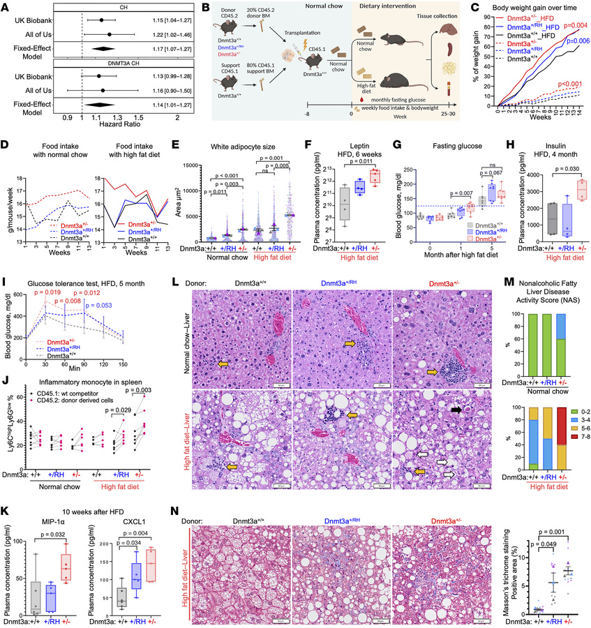 Experimental Dnmt3a CH promotes obesity, impaired glucose metabolism, in...