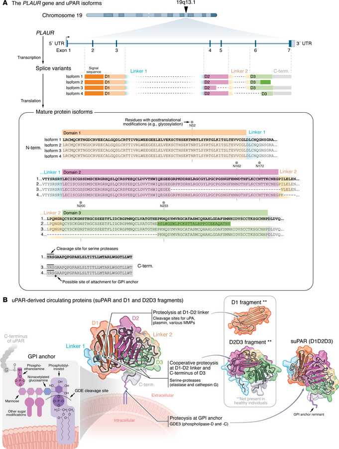 Posttranscriptional processing and proteolysis work together to produce ...