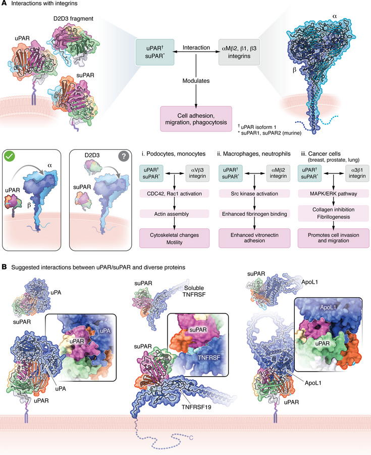 uPAR and its associated proteins engage in a variety of protein-protein ...