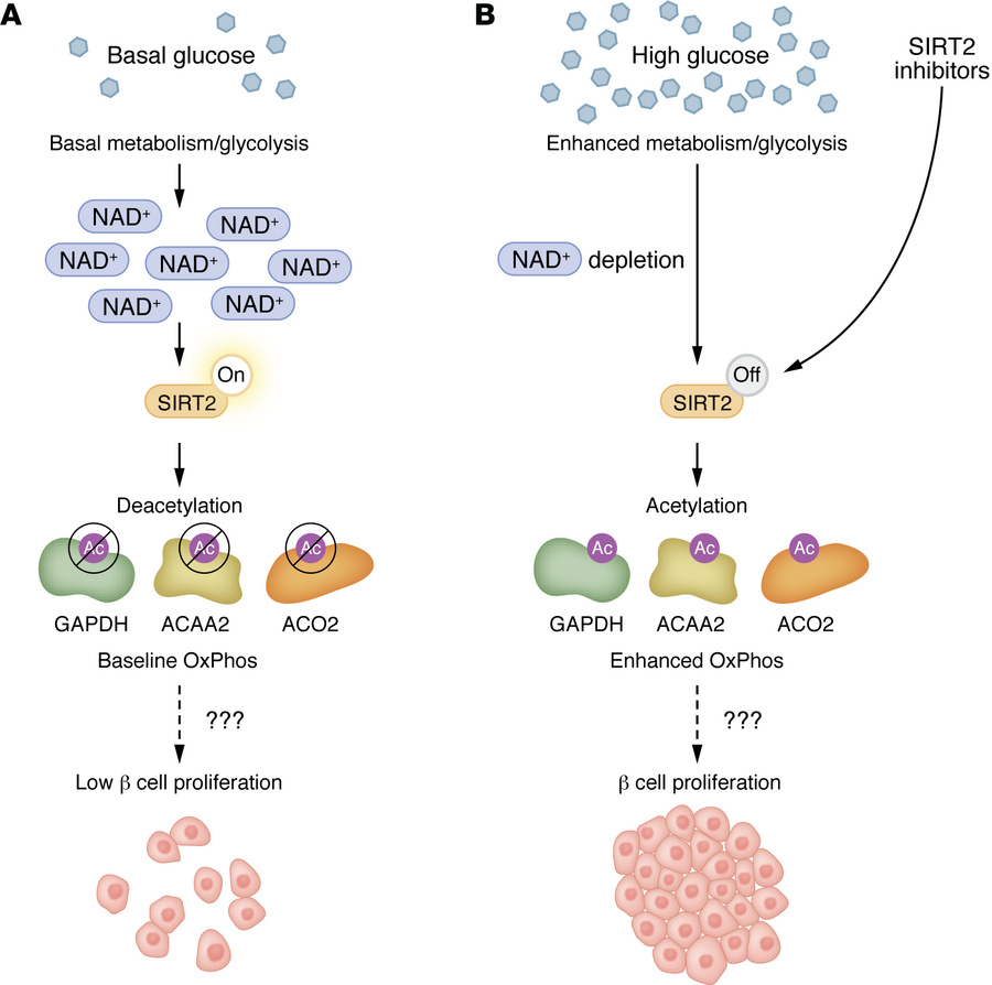 A glucose-driven, SIRT2-dependent metabolic switch regulates β cell prol...