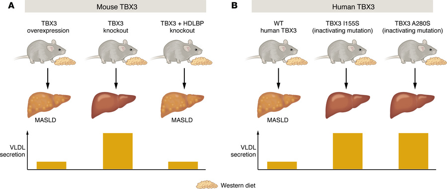 (A) Mice engineered to overexpress TBX3 in the liver developed MASLD in ...
