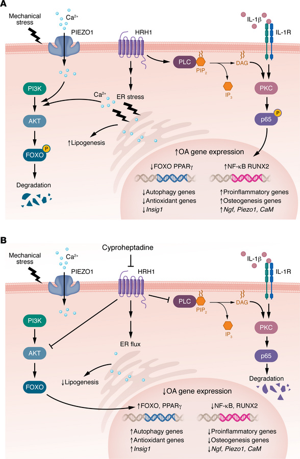 HRH1-mediated signaling in OA and the effects of cyproheptadine inhibiti...