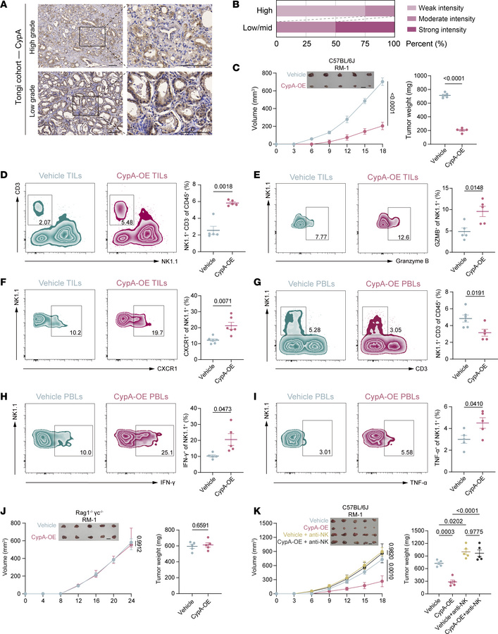 CypA overexpression in tumors boosts NK cell chemotaxis and cytotoxicity...