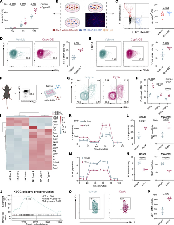 CypA enhances mitochondrial oxidative phosphorylation in NK cells.
(A) A...