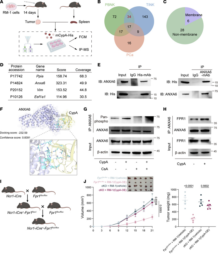 CypA binds to the ANXA6/FPR1 axis.
(A) Tumor tissues were collected 14 d...