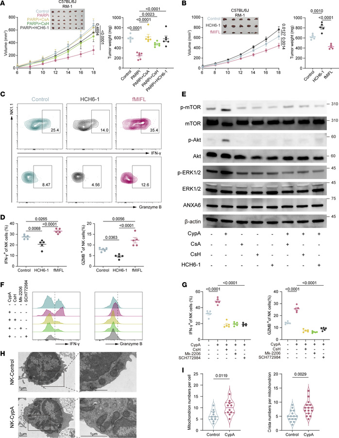 FPR1 mediates AKT and ERK1/2 phosphorylation to enhance NK cell efficacy...