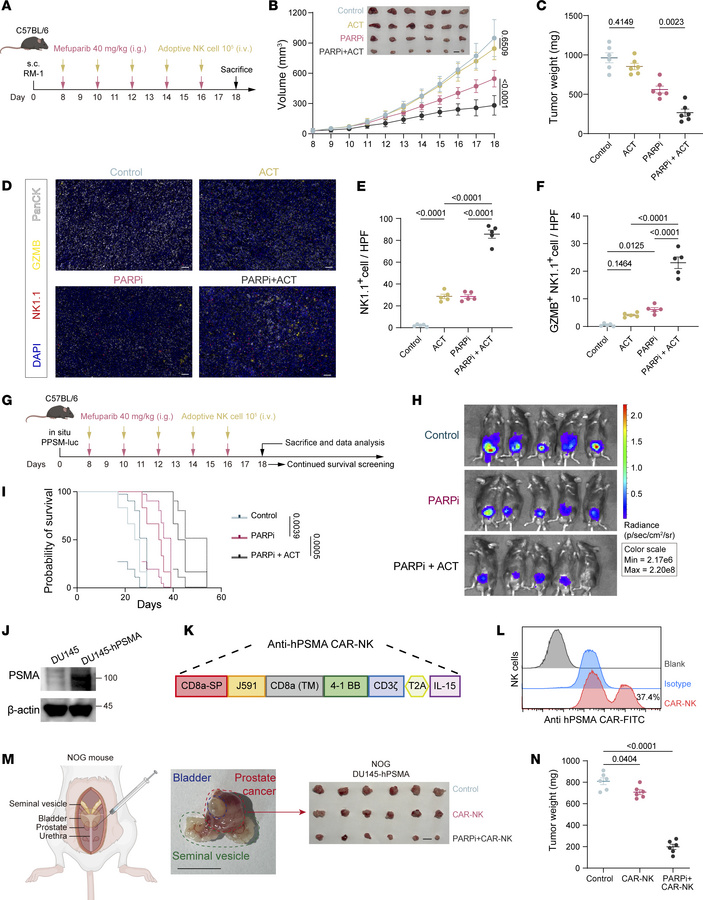 The combination of PARPi with adoptive NK therapy inhibits CRPC growth a...
