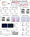 PARPi stimulate PCa cells to release CypA.