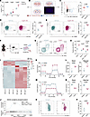 CypA enhances mitochondrial oxidative phosphorylation in NK cells.