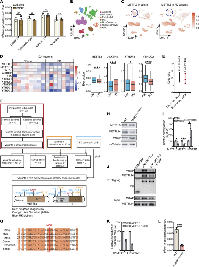 m6A modification deficiency is associated with PD.
(A) LC-MS/MS quantifi...