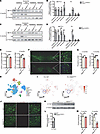 Mettl3K480R/+ mice exhibit progressive m6A hypomethylation and DA neurodege