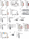 m6A deficiency impairs mitochondrial function.