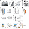 Mitochondrial dysfunction reciprocally contributes to METTL3 reduction and