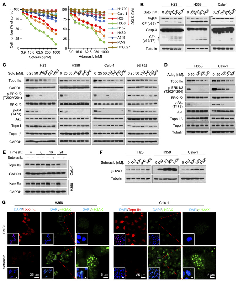 KRAS G12C inhibitors that effectively inhibit the growth and induce apop...