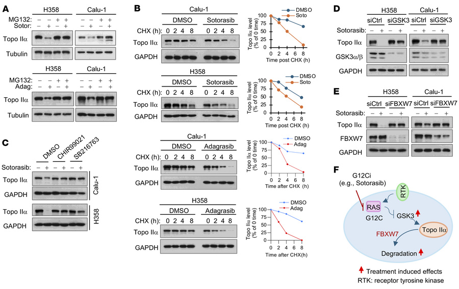 KRAS G12C inhibitors decrease Topo IIα levels through inducing GSK3-depe...