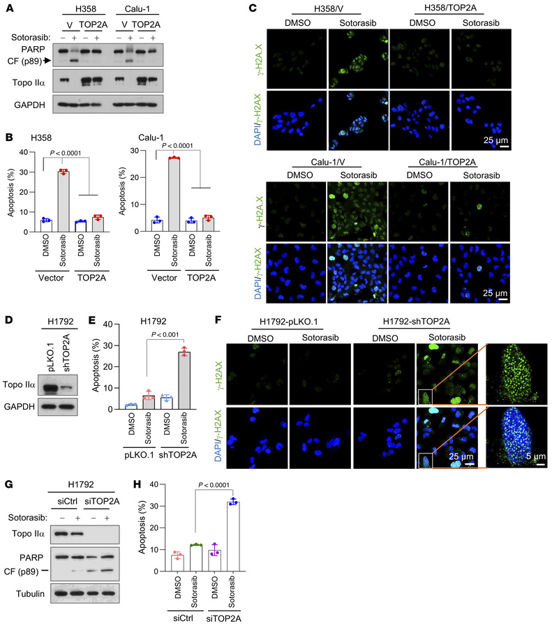 Modulation of Topo IIα levels in KRAS G12C–mutant cell lines alters cell...