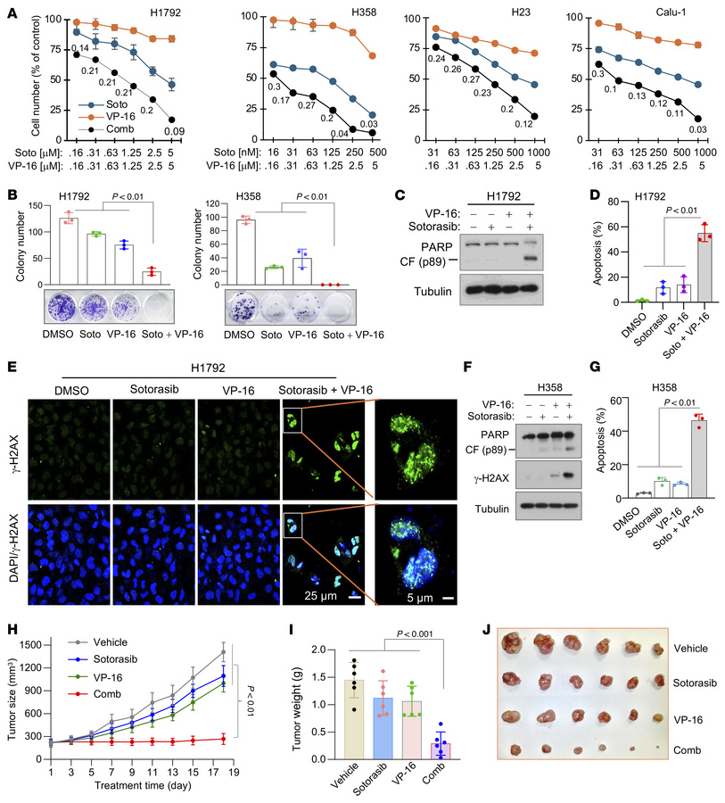 Sotorasib combined with VP-16 synergistically decreases cell survival, a...