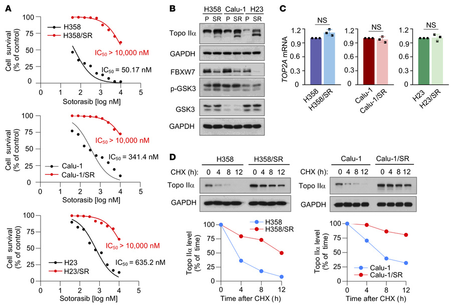 KRAS G12C mutant cell lines with acquired resistance to KRAS G12C inhibi...