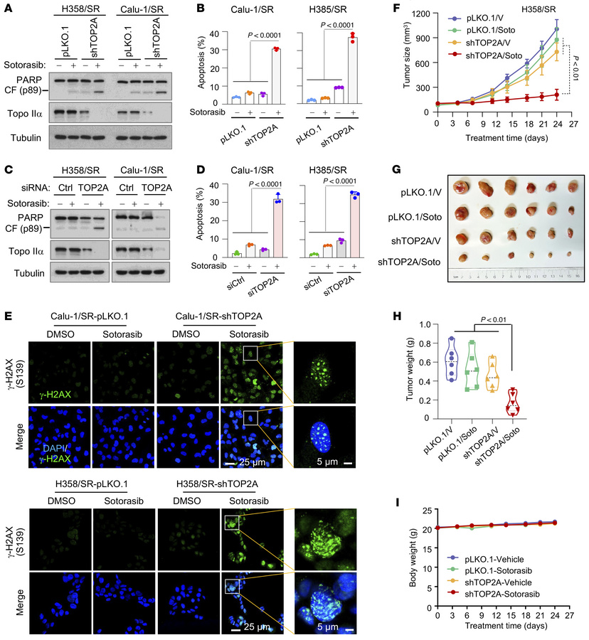 Genetic knockdown of TOP2A expression in sotorasib-resistant NSCLC cell ...
