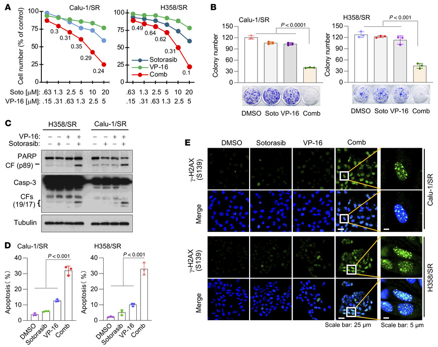 KRAS G12C–mutant cell lines with acquired resistance to KRAS G12C inhibi...