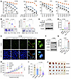 Sotorasib combined with VP-16 synergistically decreases cell survival, augm