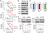 KRAS G12C mutant cell lines with acquired resistance to KRAS G12C inhibitor