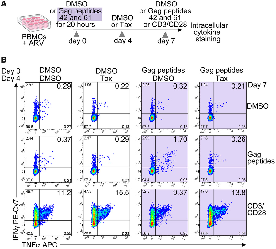 Paclitaxel prevents the proliferation of Gag-reactive cells without affe...