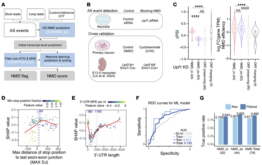 Identifying AS-NMD exons with EANMD.
(A) An outline of the EANMD pipelin...