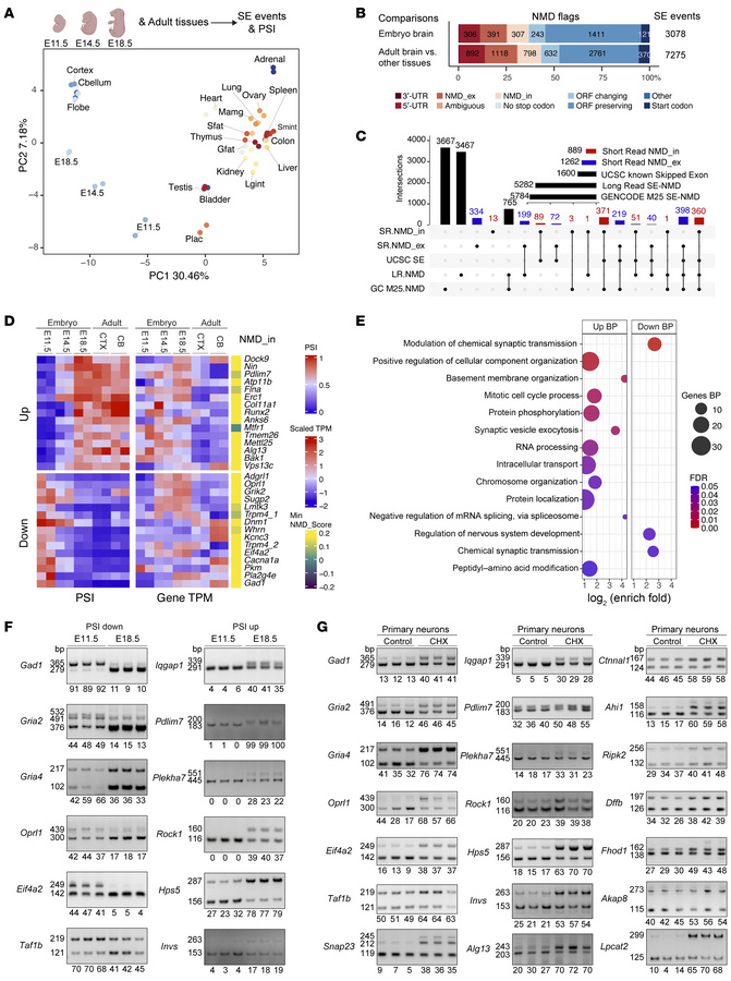 Dynamic AS-NMD in the developing mouse brain.
(A) PCA of PSI values from...